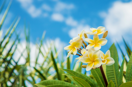 Plumeria flowers blooming against the sky. Selective focus.の写真素材