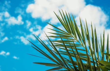 palm leaves against the sky. Selective focus. natureの写真素材