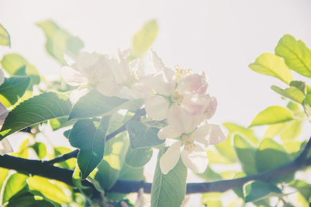 Spring flowering trees. Blooming garden. Selective focus natureの写真素材