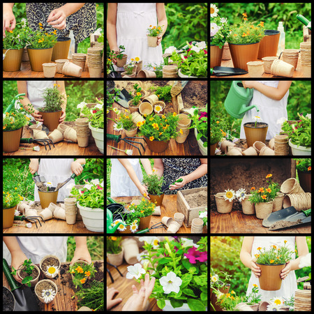 A little girl is planting flowers. The young gardener.の写真素材