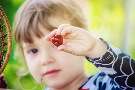 The child is picking cherries in the garden. Selective focus.の写真素材