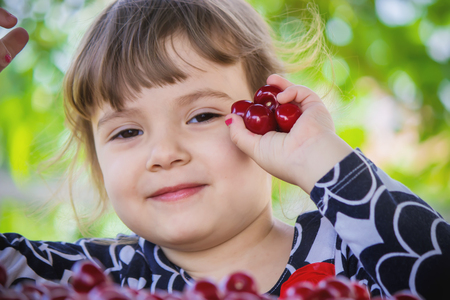 The child is picking cherries in the garden. Selective focus.の写真素材