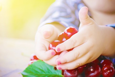 The child is picking cherries in the garden. Selective focus.の写真素材
