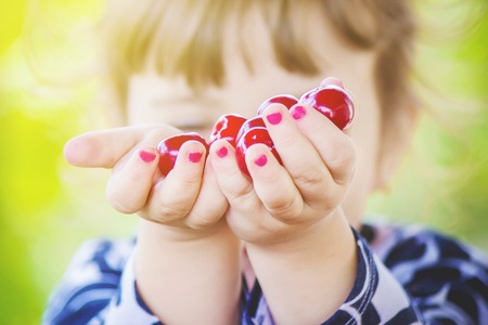 The child is picking cherries in the garden. Selective focus.の写真素材
