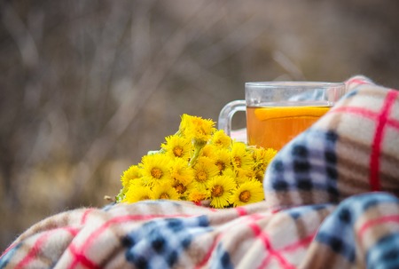 The flowers are primroses in the spring. Selective focus.の写真素材
