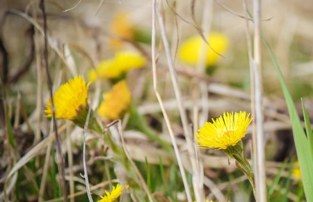 The flowers are primroses in the spring. Selective focus.