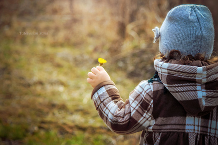 The flowers are primroses in the spring. Selective focus.の写真素材