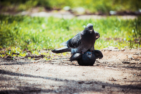 wild pigeons on the street are pigeons. Selective focus. nature.の写真素材