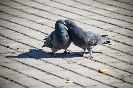 wild pigeons on the street are pigeons. Selective focus. nature.