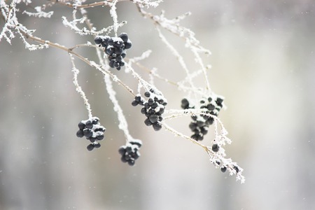 winter nature pictures. Seasons. Selective focus. Nature.の写真素材