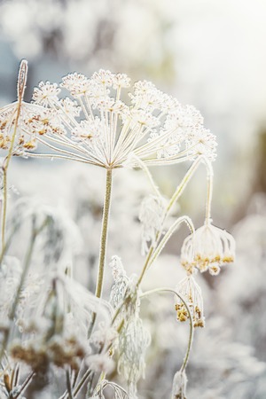 winter nature pictures. Seasons. Selective focus. Nature.の写真素材