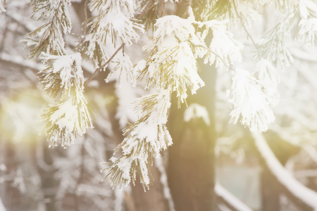 winter nature pictures. Seasons. Selective focus. Nature.の写真素材