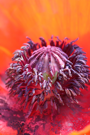 Flowers Poppies blooming in the field. selective focus.の写真素材