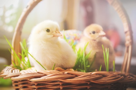 Easter. Easter decorations in a basket. Spring. Selective focus.