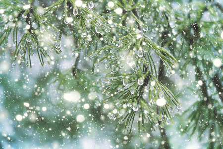 Winter photography. Selective focus.