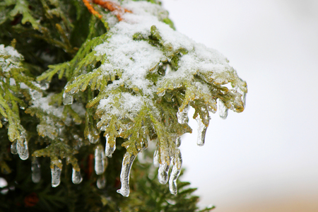 Winter photography. Selective focus.の写真素材