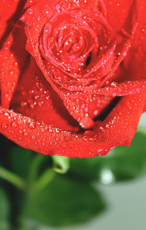 roses in drops of water in large pan. selective focus.の写真素材