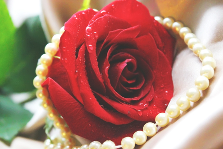 roses in drops of water in large pan. selective focus.の写真素材