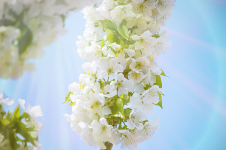Spring flowering trees. Blooming garden. Selective focus natureの写真素材