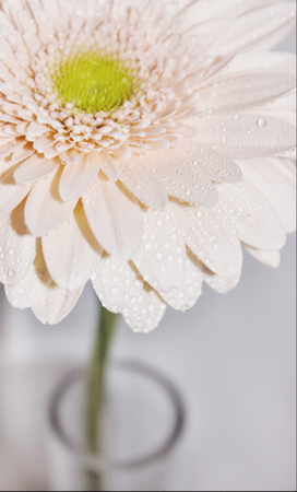 gerbera in drops of water in large pan in a vase. selective focus.の写真素材