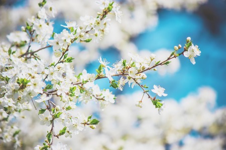 Spring flowering trees. Blooming garden. Selective focus natureの写真素材