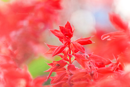 Many pictures of flowers. Collage. Selective focusの写真素材