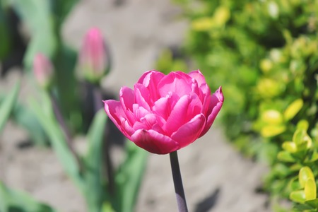 background of blooming tulips. Flowers. Selective focus.の写真素材