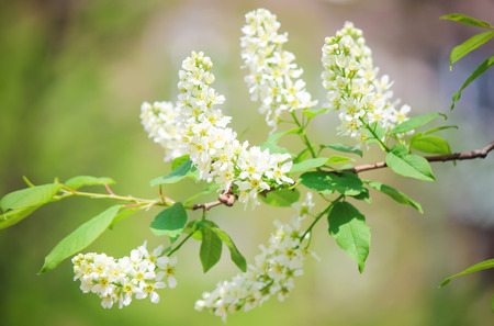 background of blooming trees of cherry. Flowers. Selective focus.