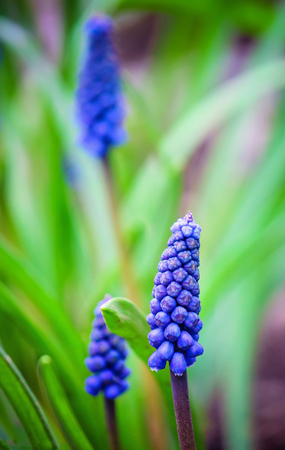 blooming Muscari flowers. selective focus. nature fliwers.の写真素材