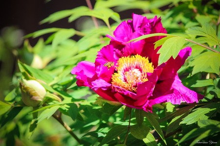flowers peonies on a white background. selective focus.の写真素材