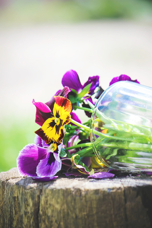 pansies blooming flowers. selective focus. flora and fauna.の写真素材