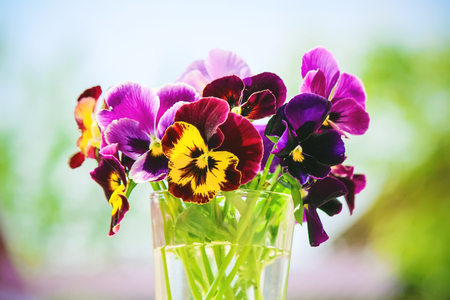 pansies blooming flowers. selective focus. flora and fauna.の写真素材