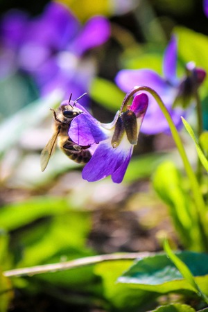 Many pictures of flowers. Collage. Selective focusの写真素材