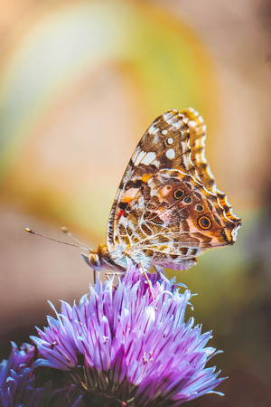 Butterfly on a flower. Selective focus. nature.