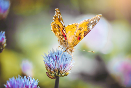 Butterfly on a flower. Selective focus. nature.の写真素材