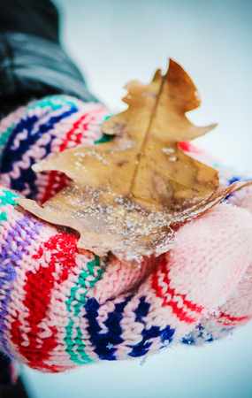 Autumn leaves and a book. Selective focus.の写真素材