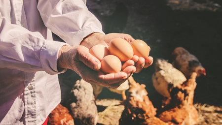 Chicken domestic eggs in hands. Selective focus. farmの写真素材