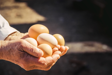 Chicken domestic eggs in hands. Selective focus. farmの写真素材