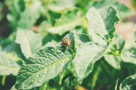 cultivation of potato colorado beetles. selective focus. natureの写真素材