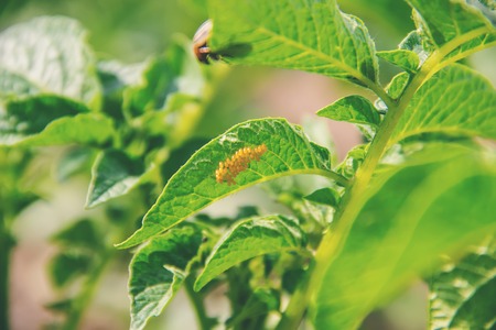 cultivation of potato colorado beetles. selective focus. natureの写真素材