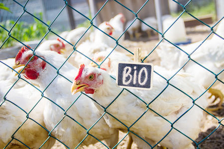 Bio chickens on a home farm. Selective focus. nature.の写真素材