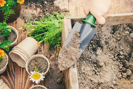 A little girl is planting flowers. The young gardener. Selective focus. nature.の写真素材