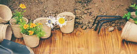 A little girl is planting flowers. The young gardener. Selective focus. nature.の写真素材