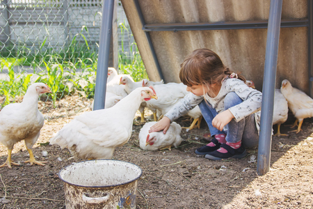 Bio chickens on a home farm a children. nature.の写真素材