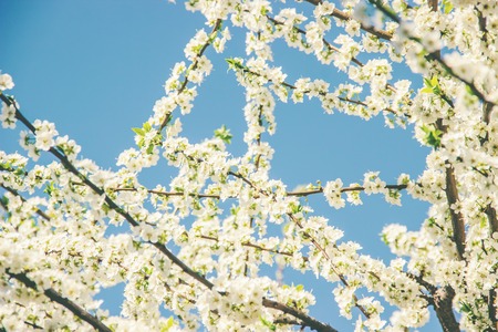 Spring flowering trees. Blooming garden. Selective focus nature