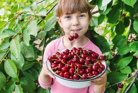 The child is picking cherries in the garden. Selective focus. food.の写真素材