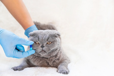treatment of cat pills. veterinary medicine. selective focus. animal