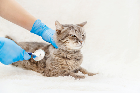 treatment of a cat, a phonendoscope in the hands of a doctor. veterinary medicine. selective focus.の写真素材