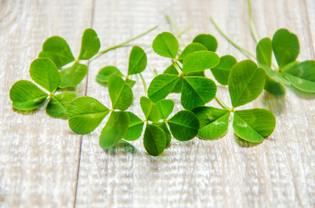 Clover leaf. Happy St. Patrick's Day. Selective focus nature