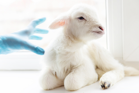 little goat in the hands of a veterinarian to feed. In tutorial focus. nature.の写真素材